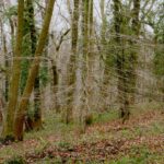 Storm Boelo: Safety Steps for UK Households After High Winds and Power Cuts