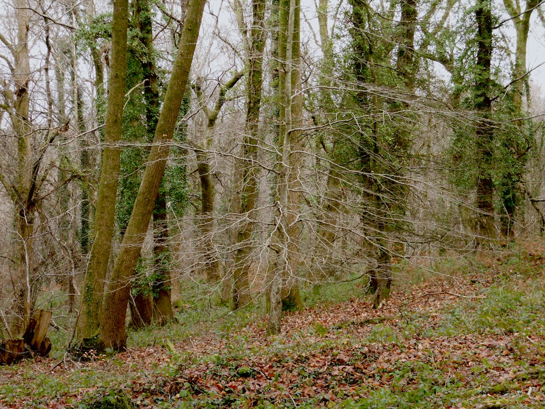 Woodland trees and storm-damaged natural surroundings, illustrative image